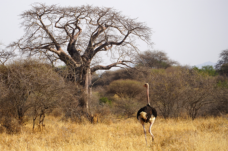 Tarangire, noj